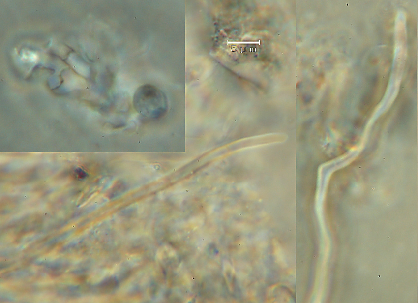 Crosta biancastra - foto 1691 (Porotheleum fimbriatum)